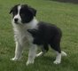 Border collie avec pédigrée 8 semaines