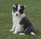 Border collie avec pédigrée 8 semaines