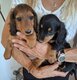 Chiot teckel poils long toujours dispo ce 14/08