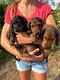 Chiot teckel poils long toujours dispo ce 15/08