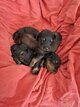 Chiot teckel poils long