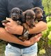 Chiot teckel poils long