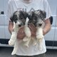Chiots Fox à poil dur