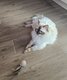 Femelle ragdoll