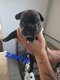 Bouledogue français chiot