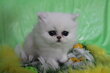 Magnifique chatons persans black silver shaded