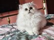 Magnifique chatons chinchilla black silver shaded