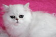 Magnifique chatons persans black silver shaded