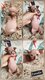 Chatons sphynx