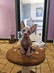 Chatons sphynx