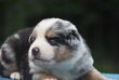 Chiots Pédigrée FCI