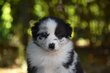 Chiots Pédigrée FCI