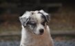 Chiots Pédigrée FCI