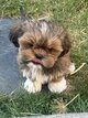 Lhasa apso chiots