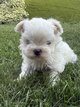 Bichon Maltais chiots nain
