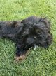 Shih Tzu chiots