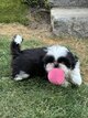 Shih Tzu chiots