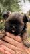 Shih Tzu chiots