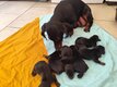 Chiots teckel noir et feu poil raz