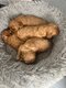 Cavapoo toys abricot nés et élevés dans la...