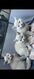 Magnifique chaton