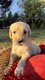 9 chiots Golden Doodle à vendre