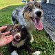 Border collie