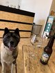 Akita Américain disponible pour saillie