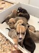 Magnifiques chiots Pitsky (Husky × Pitbull) à...