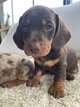 Chiots teckels nains poil ras
