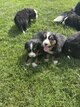 Magnifiques chiots élevés à la ferme à...