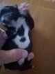 Chihuahuas petits gabarit