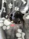 Chihuahuas petits gabarit