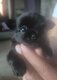 Chihuahuas petits gabarit