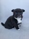 Chihuahuas petits gabarit