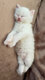 Siamois et angora blanc disponibles