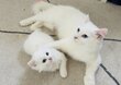Siamois et angora blanc disponibles
