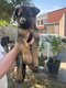 Magnifiques chiots