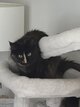 Maine coon