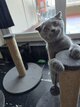 Scottish fold Femelle bleu