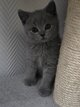 British shorthair et scottish fold