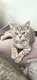 British shorthair et scottish fold