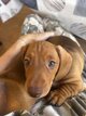 Teckellettes  poil ras couleur fauve (petit...