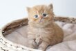 Chatons British.🖤🧡Pedigree.