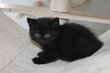 Chaton British noir🖤Pedigree