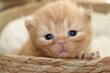 Chatons British.🖤🧡Pedigree.