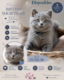 Chatons British. Pedigree.