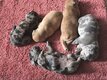Superbes chiots avec pédigrée
