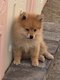 Superbes Spitz Nains