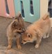 Superbes Spitz Nains